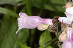 Longsepal beardtongue